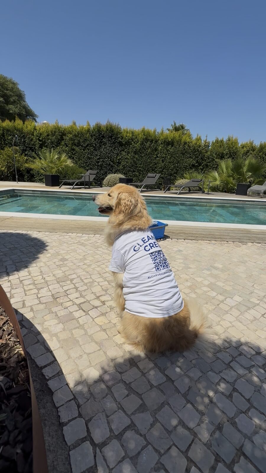 A golden retriever wearing an Algarve Cleaning Crew shirt beside the pool at a villa in Quinta do Lago